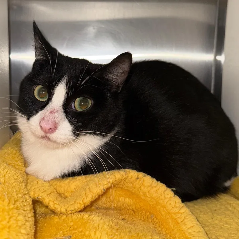 Socks Is At Petsmart