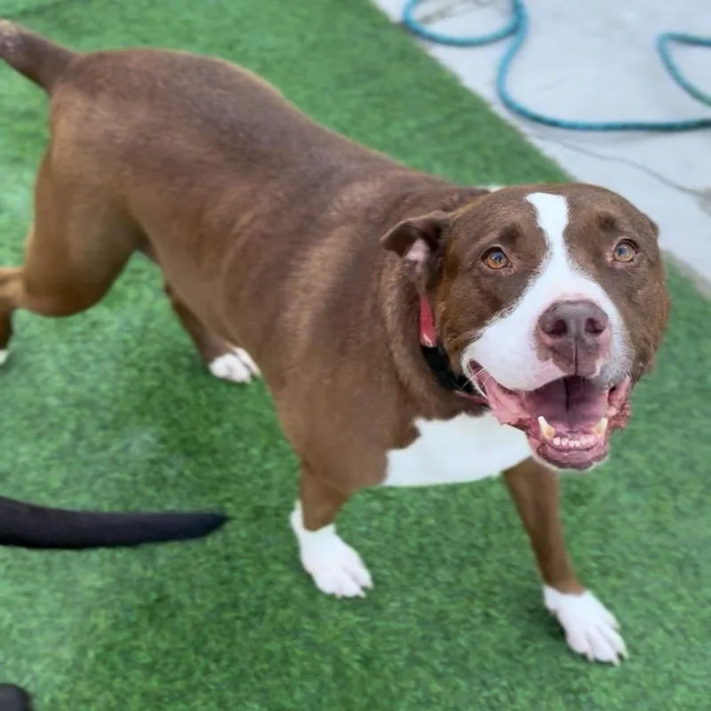 Queen Bessie thumbnail 4