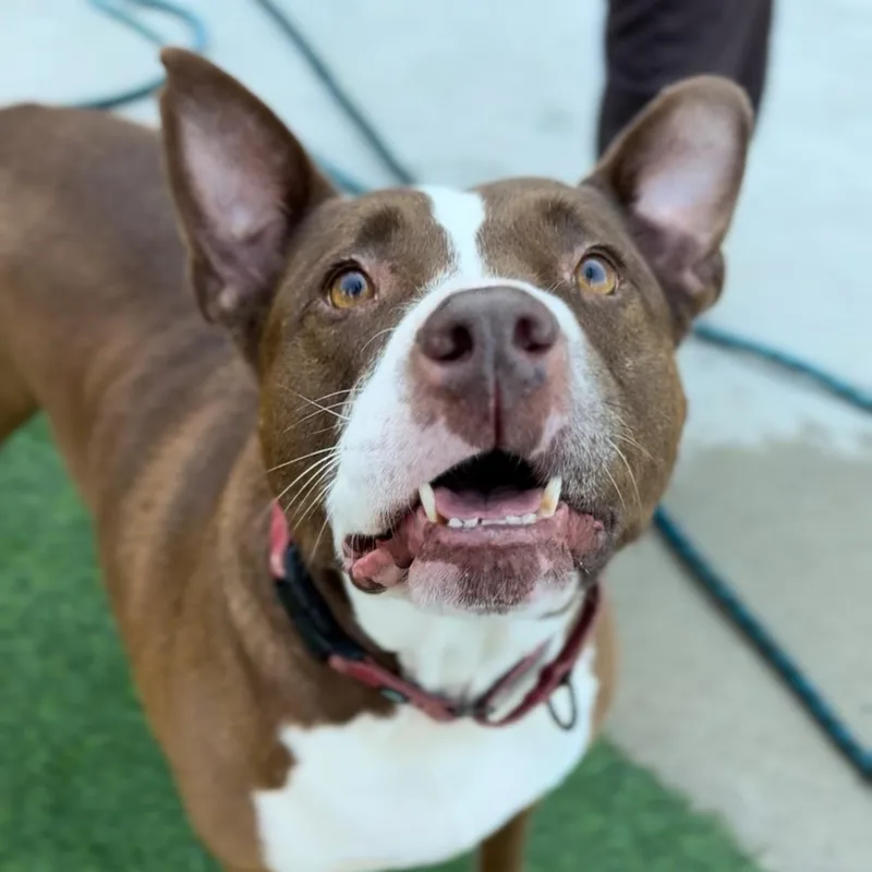 Queen Bessie thumbnail 5