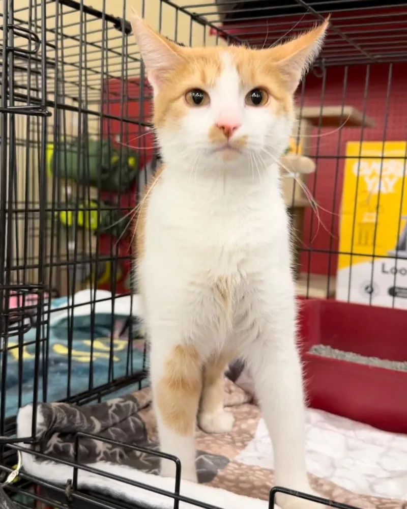 Momma Sherbert Aka Rose