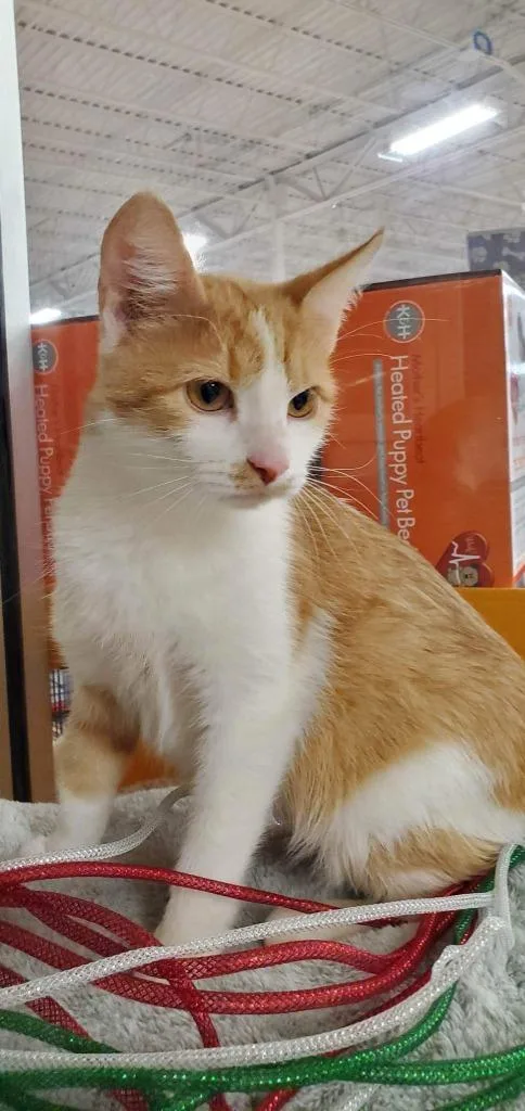 Momma Sherbert Aka Rose thumbnail 2