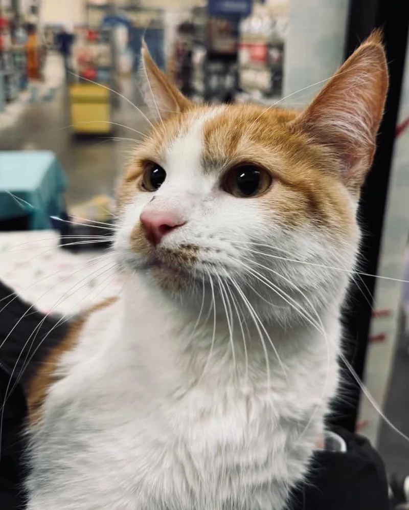 Momma Sherbert Aka Rose thumbnail 4