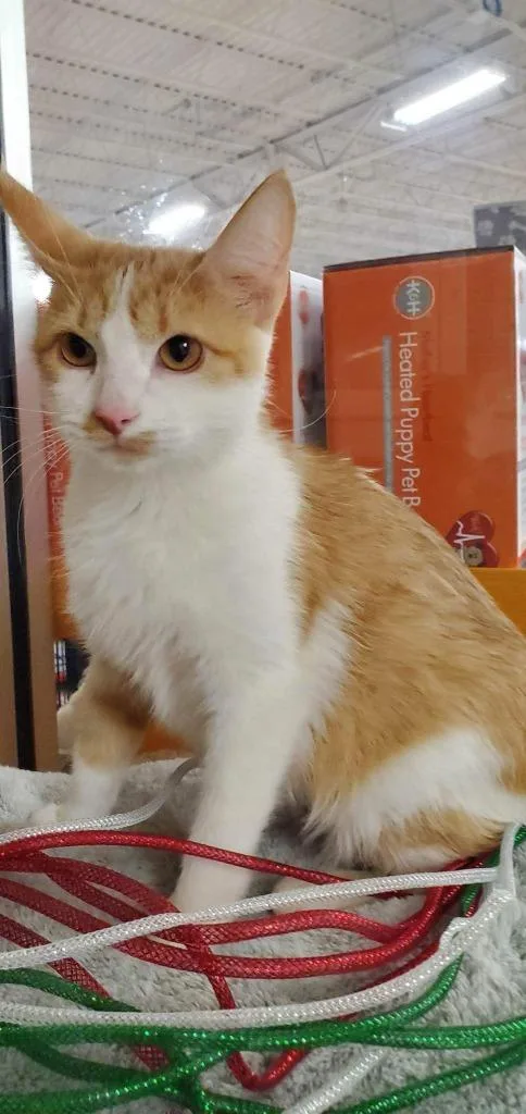 Momma Sherbert Aka Rose thumbnail 5