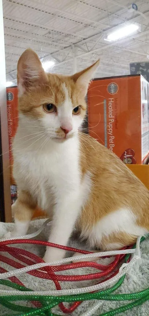 Momma Sherbert Aka Rose thumbnail 6