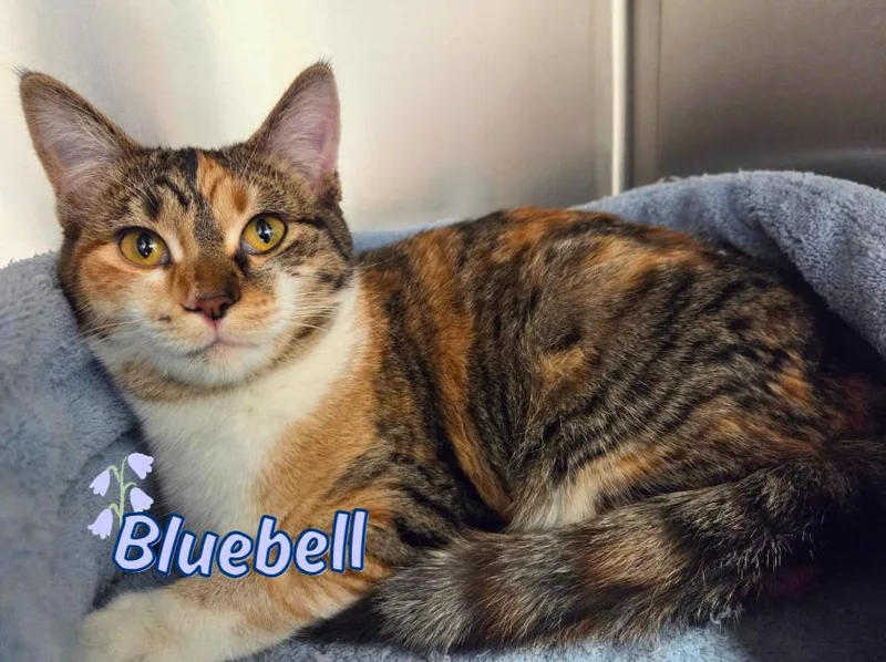 Bluebell
