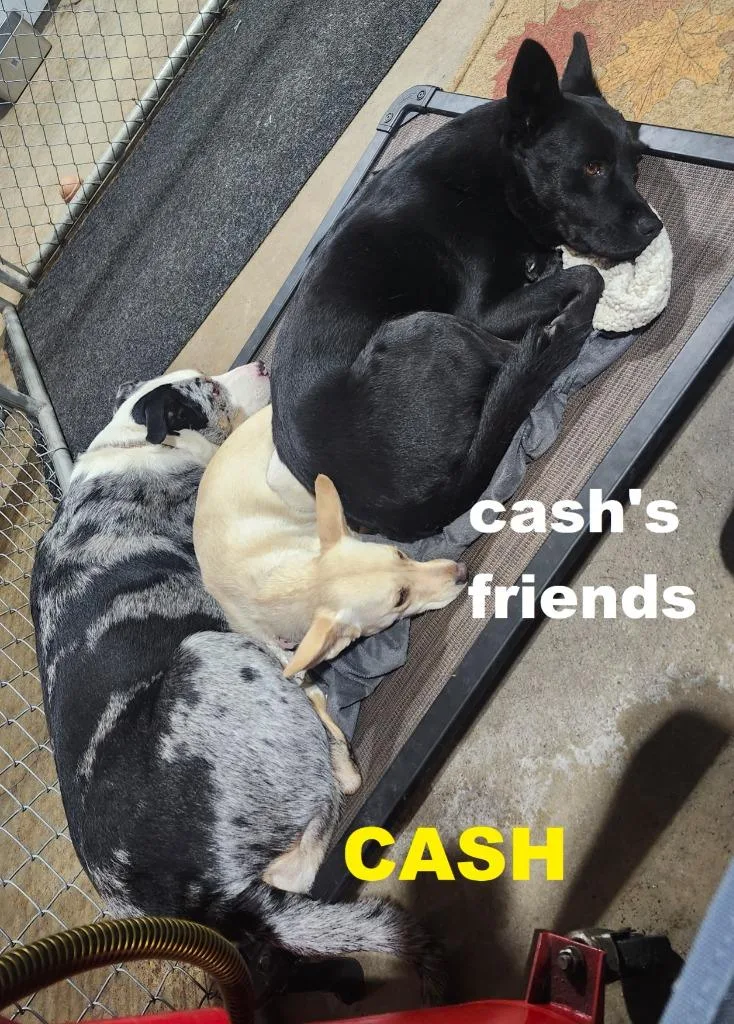 Cash