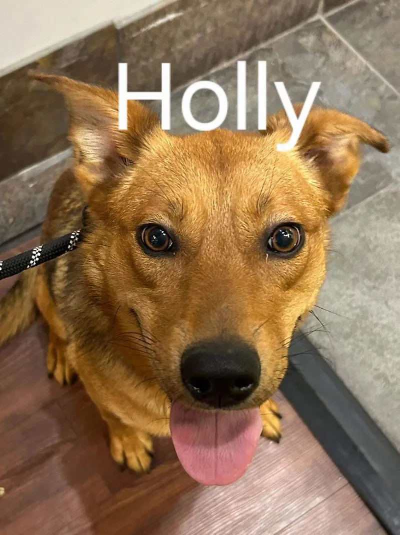 Holly