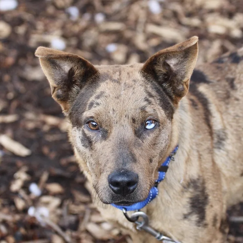 A young medium-sized female Catahoula Leopard Dog dog named Hula for adoption in Briarcliff Manor, NY