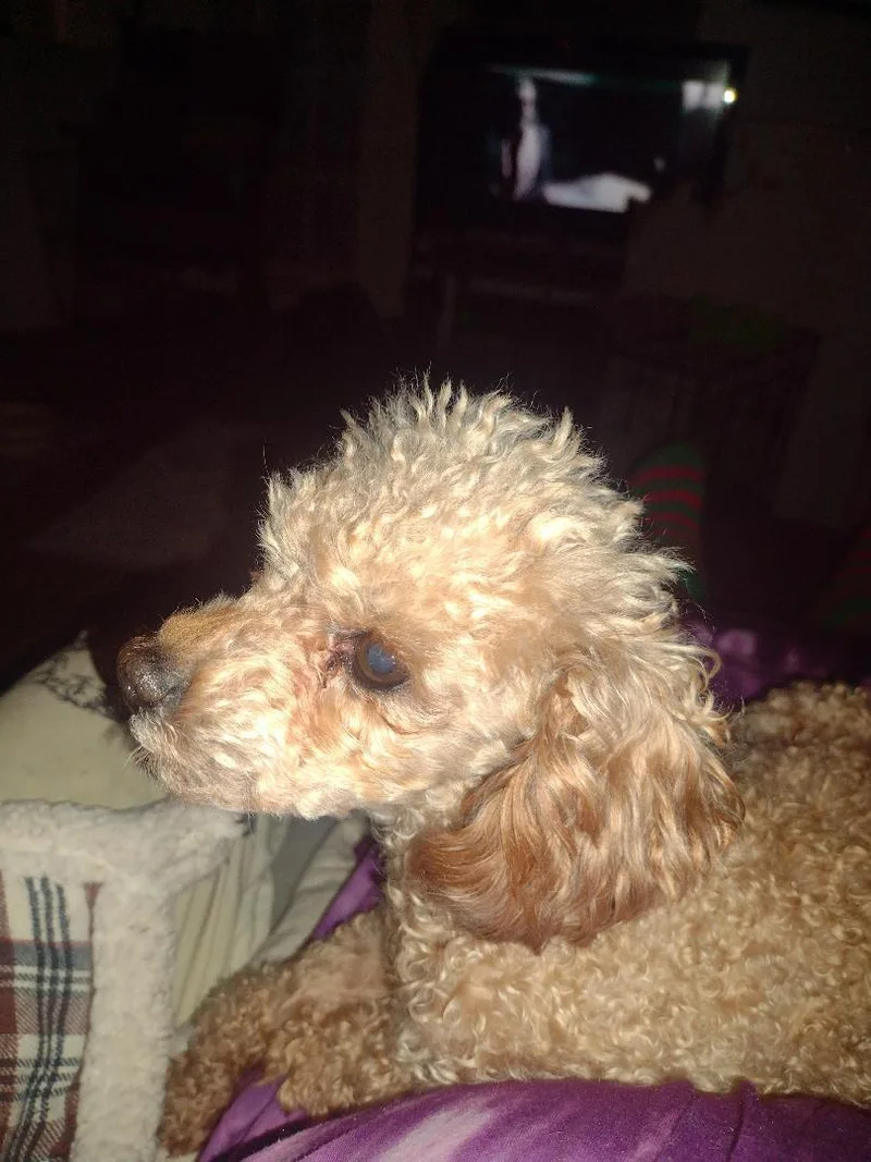 Emmie Lou & Chilibonded thumbnail 2