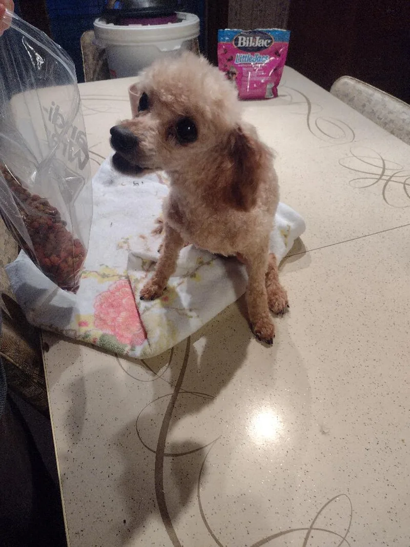 Emmie Lou & Chilibonded thumbnail 3