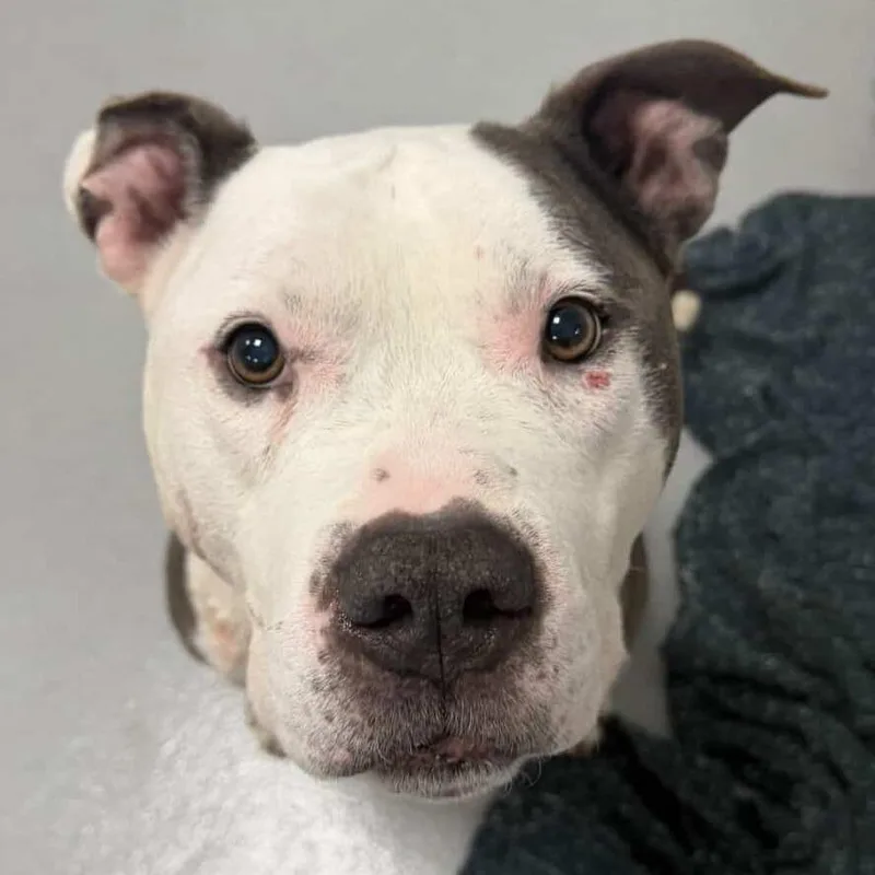 Leonidas thumbnail 2