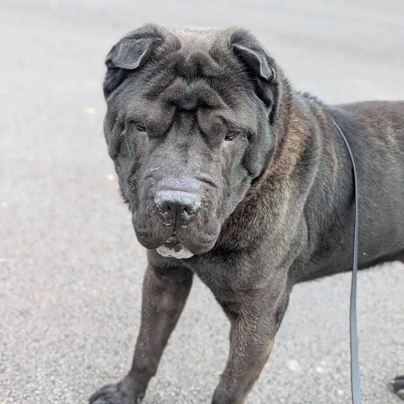 An adult medium-sized male Black Mixed Breed dog named Floyd for adoption in Syracuse, NY