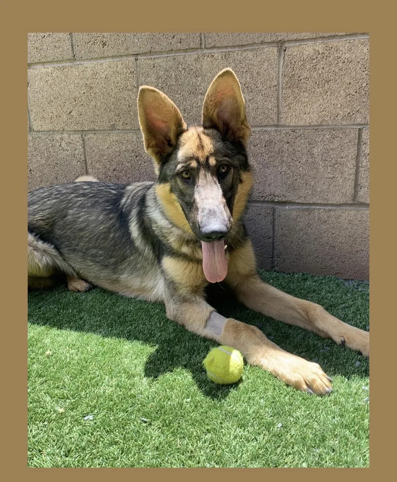 A baby large-sized male German Shepherd Dog dog named Martin for adoption in Jefferson City, MO