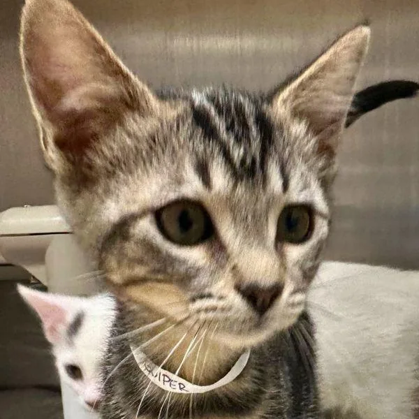 A baby small-sized female Domestic Short Hair cat named Gulper for adoption in Walnut Creek, CA