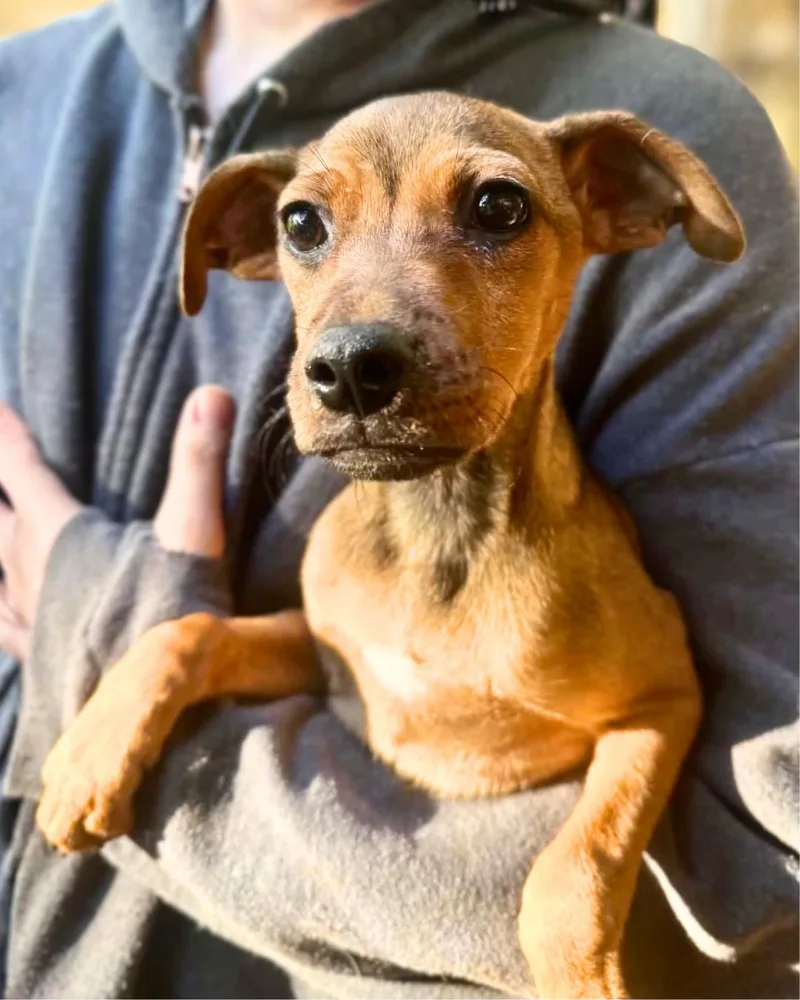 A baby small-sized female Brown / Chocolate Wirehaired Terrier dog named Shapeshifter for adoption in New York, NY