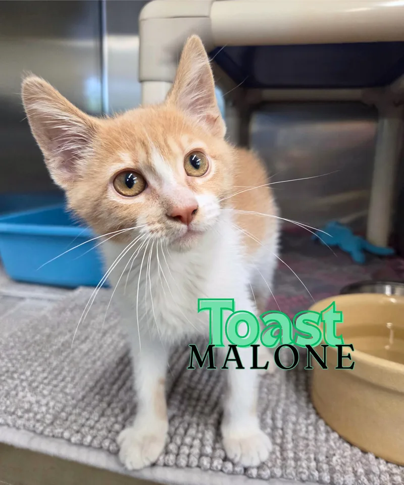 A baby medium-sized male Tabby (Orange / Red) Domestic Short Hair cat named Toast Malone for adoption in Nevada, IA