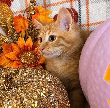 A baby small-sized male Domestic Long Hair cat named Pistachio for adoption in Elk Grove Village, IL