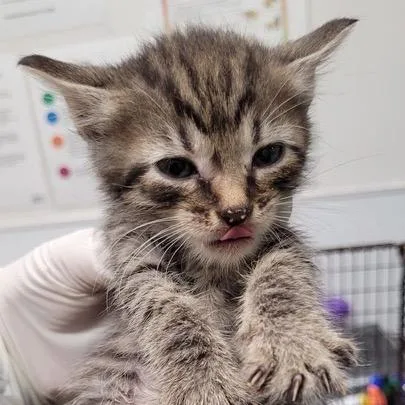 A baby small-sized female Brown / Chocolate Domestic Short Hair cat named Nala for adoption in Los Angeles, CA