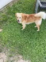 A baby medium-sized male Golden Retriever dog named Luke for adoption in Ashville, OH