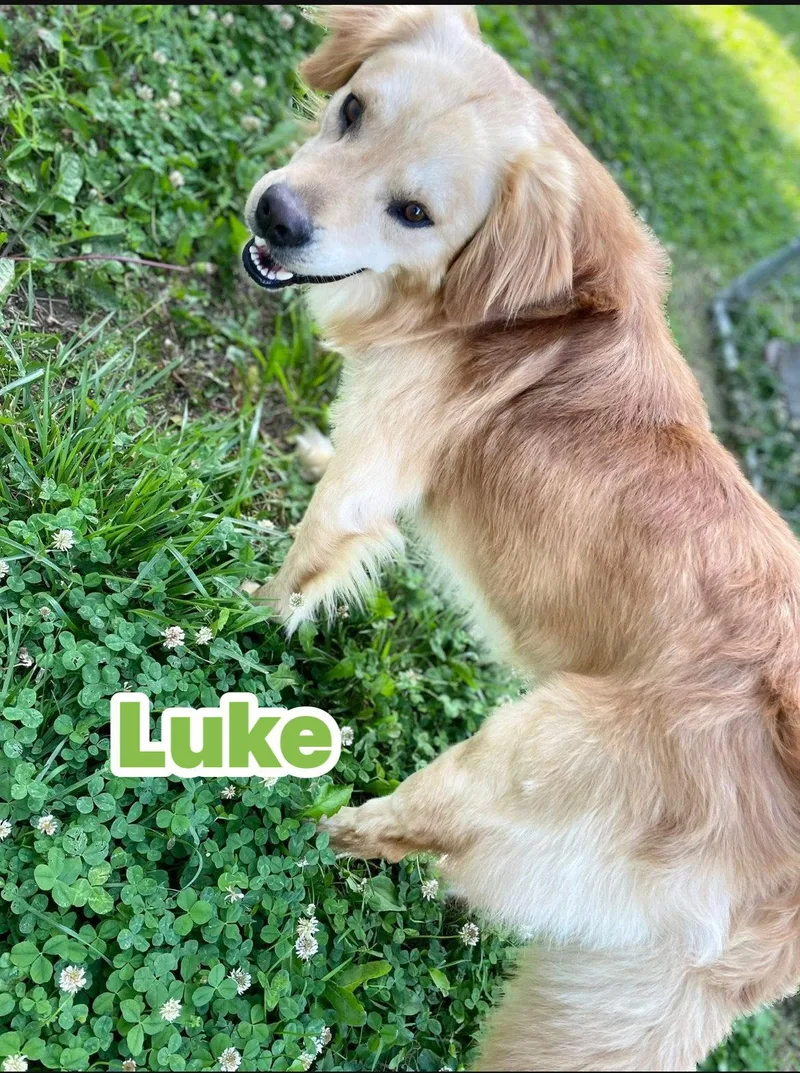 Luke thumbnail 3