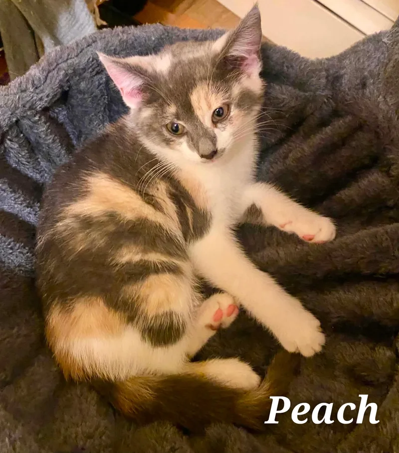 A young medium-sized female Domestic Short Hair cat named Peach for adoption in Lansdowne, PA