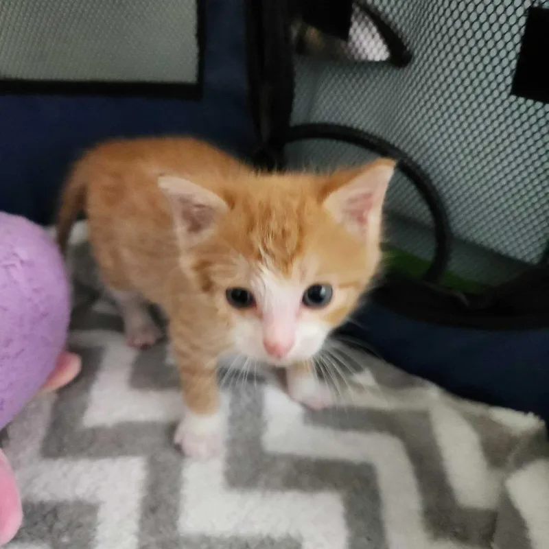 A baby small-sized male Orange / Red Domestic Short Hair cat named Captain James for adoption in Valdosta , GA