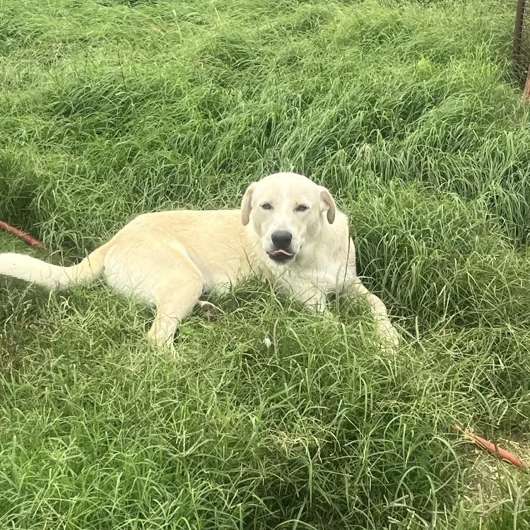 A young medium-sized male Labrador Retriever dog named Joey for adoption in Paradise, TX