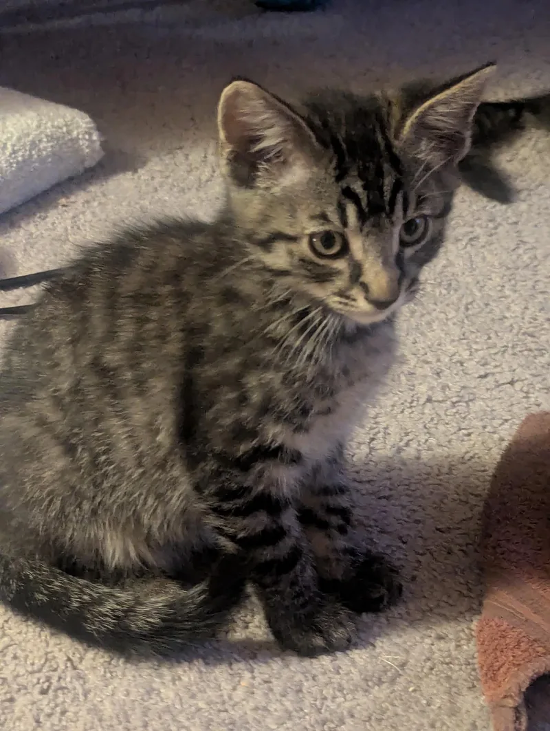 A baby medium-sized male Tabby cat named Hunter for adoption in Buford, GA