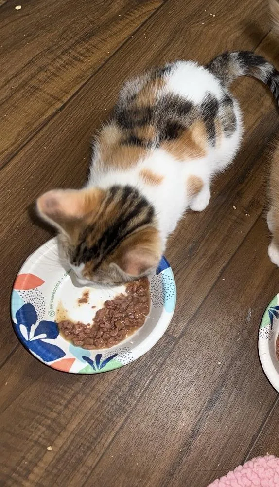 Tzipporah Jg photo 1