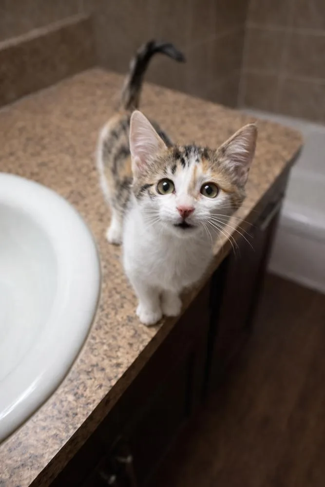 Xibalba Jg thumbnail 2