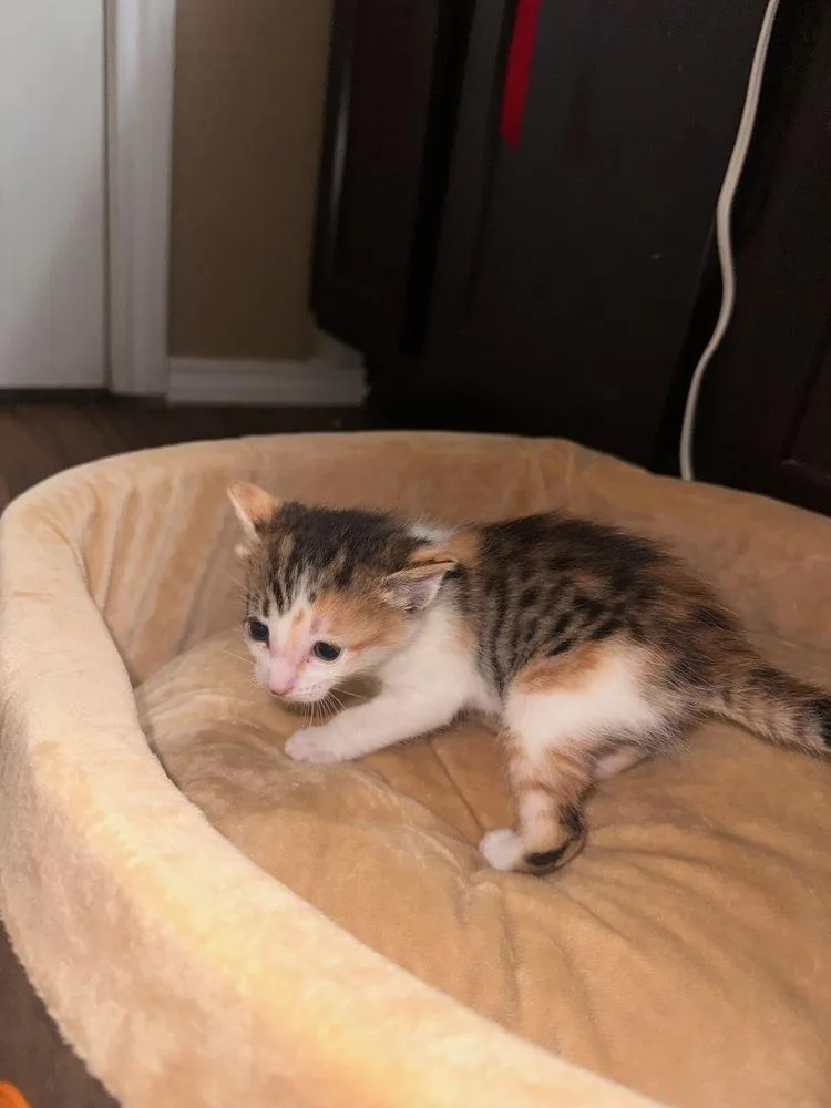 Xibalba Jg thumbnail 3