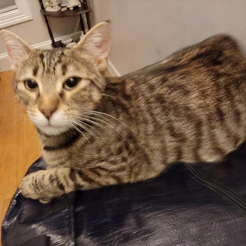 A young medium-sized female Domestic Short Hair cat named Autumn for adoption in Norwalk, CT