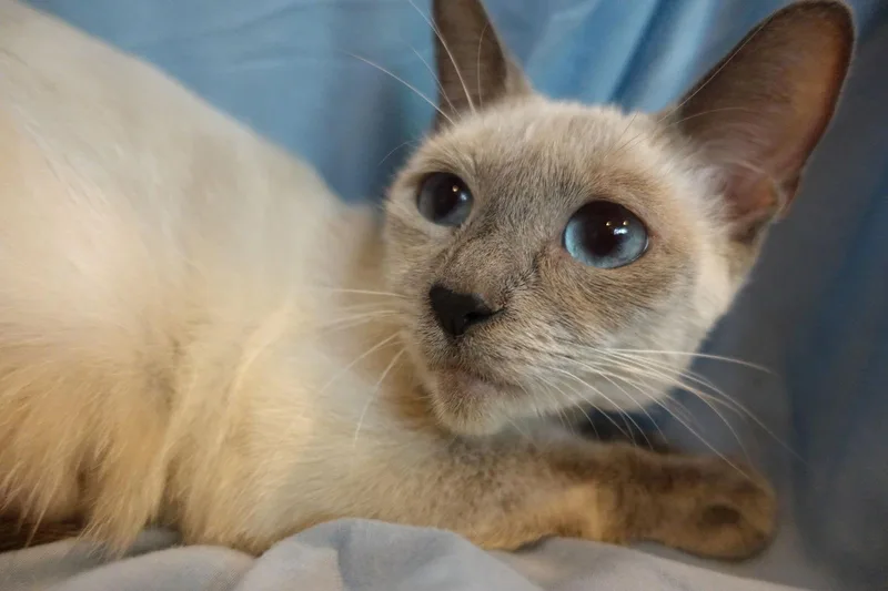 Saturn  I'm A thumbnail 3