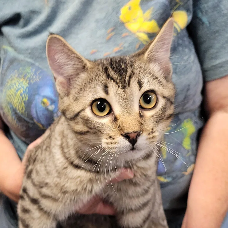 Rough Runner thumbnail 2