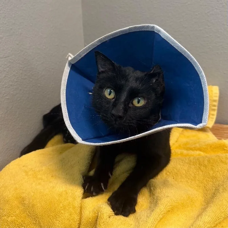 Midnight Moon thumbnail 3