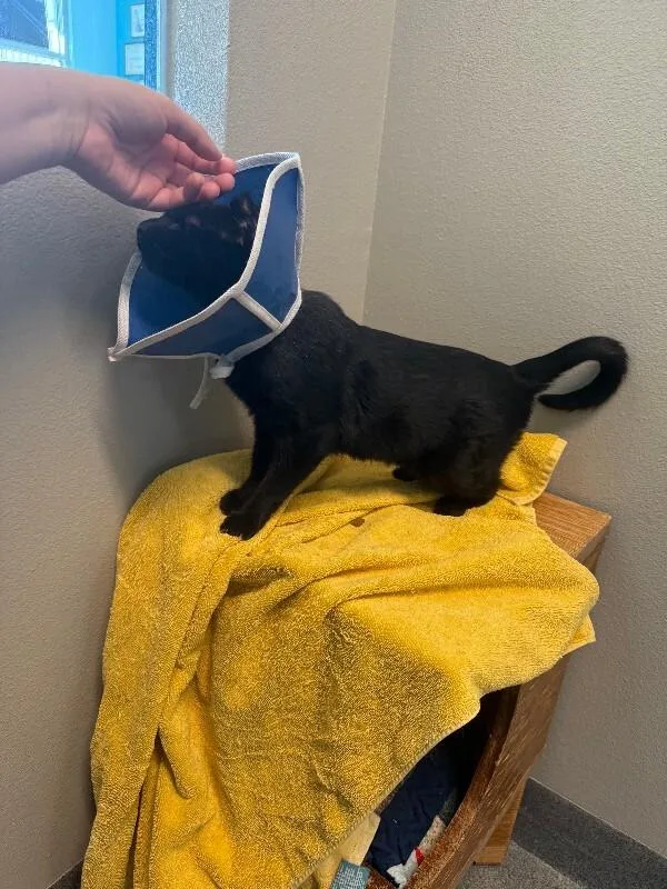 Midnight Moon thumbnail 6