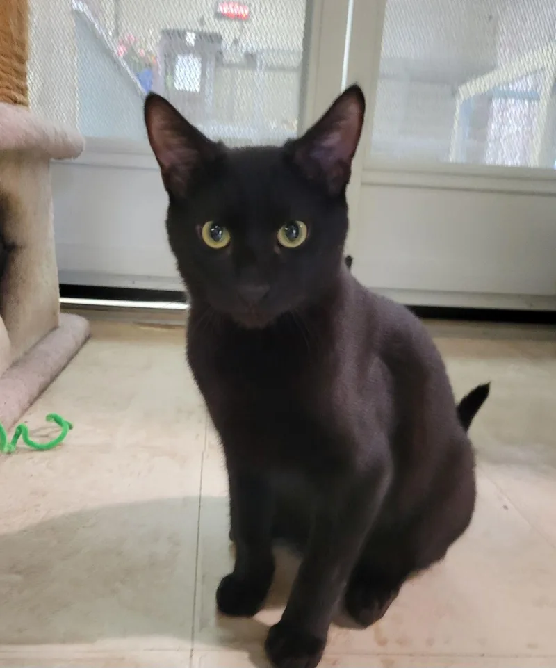A young medium-sized male Black Domestic Short Hair cat named Nero for adoption in Lodi, CA