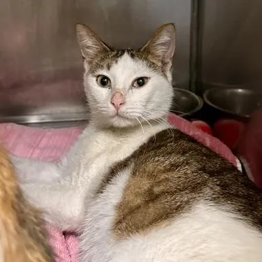 Van Gogh thumbnail 2