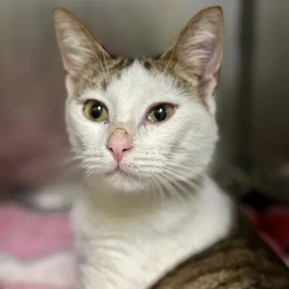 Van Gogh thumbnail 3