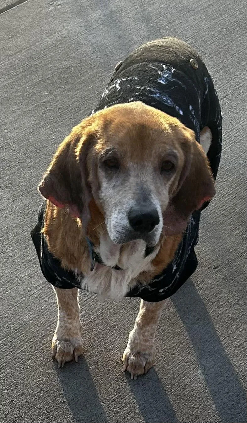 Bonnie Blue thumbnail 2