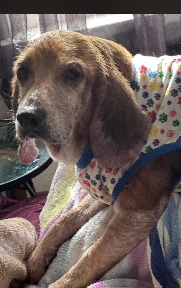 Bonnie Blue thumbnail 3