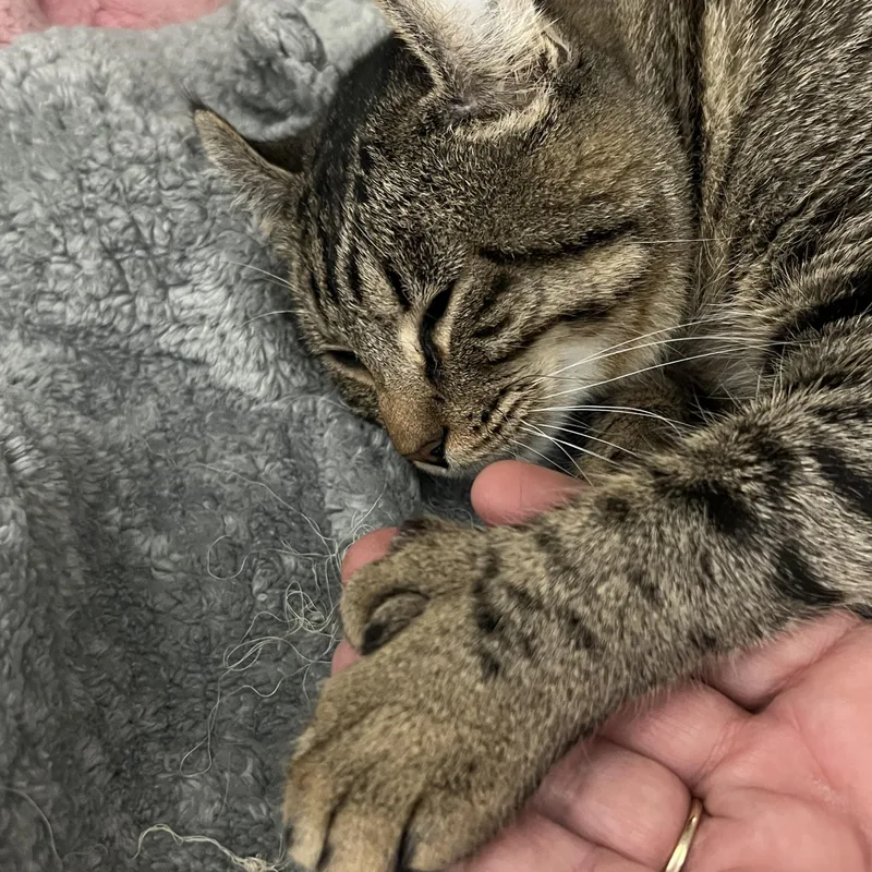 Kaviamerican “curl” thumbnail 2