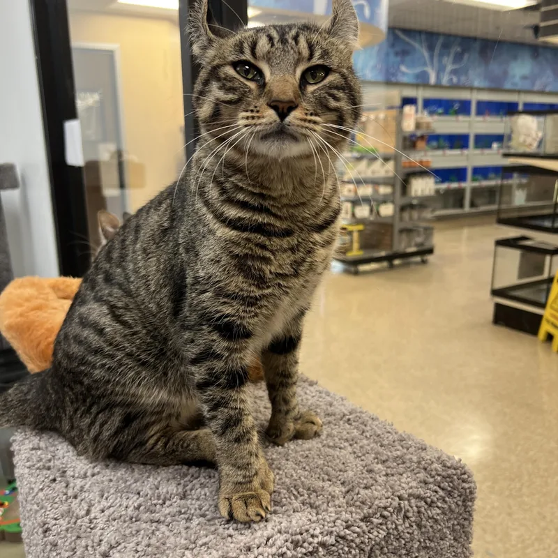 Kaviamerican “curl” thumbnail 3