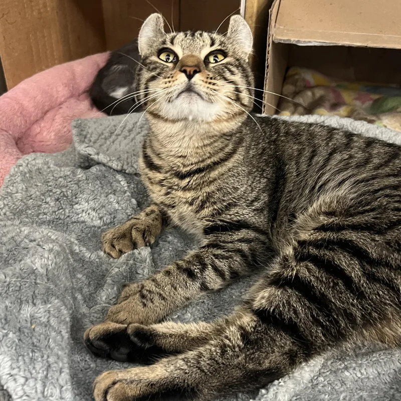 Kaviamerican “curl” thumbnail 4