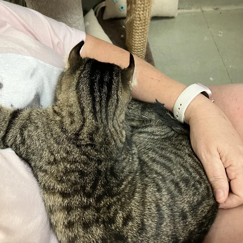 Kaviamerican “curl” thumbnail 5