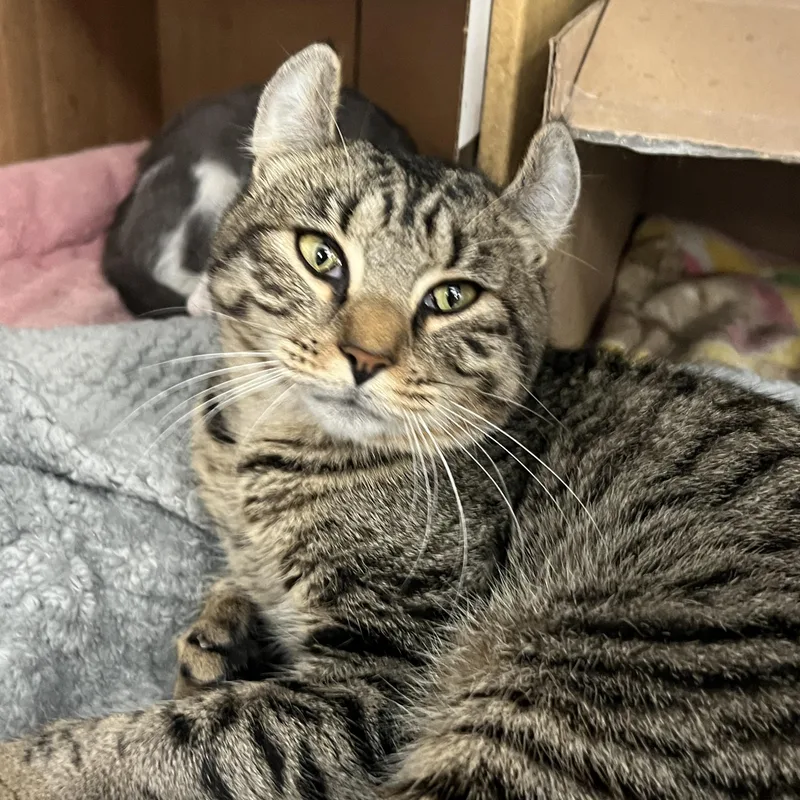 Kaviamerican “curl” thumbnail 6