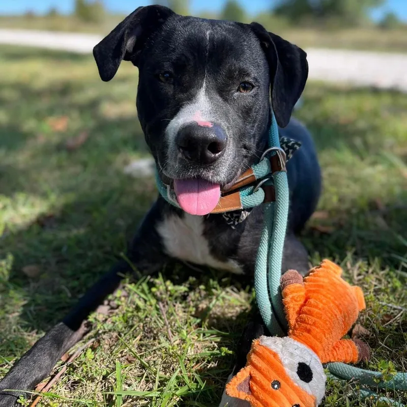 Rawlings thumbnail 2