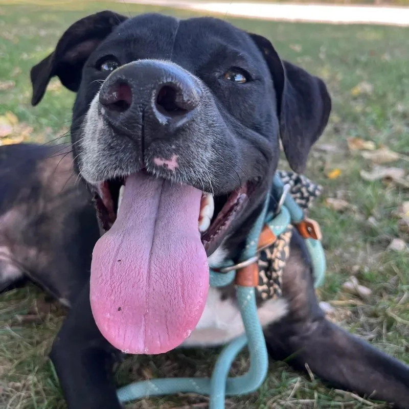 Rawlings thumbnail 3