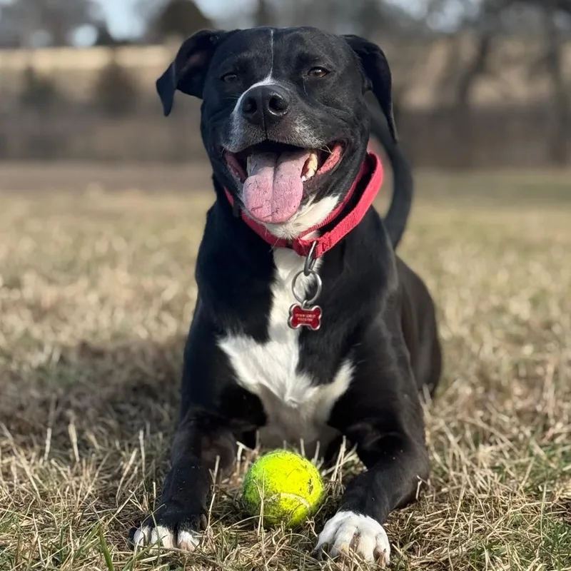 Rawlings thumbnail 4