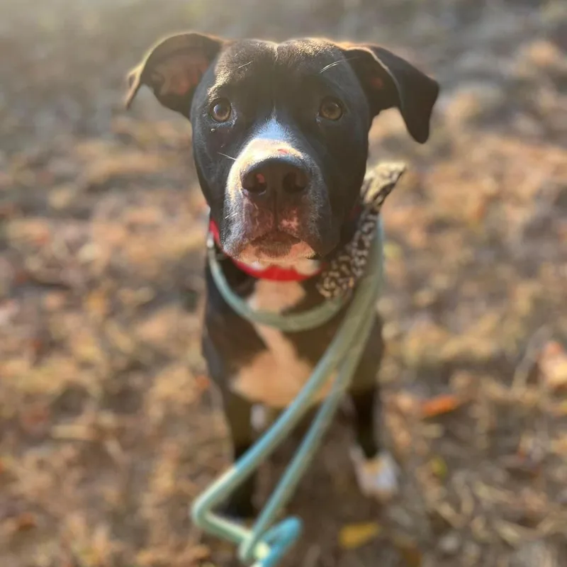 Rawlings thumbnail 5